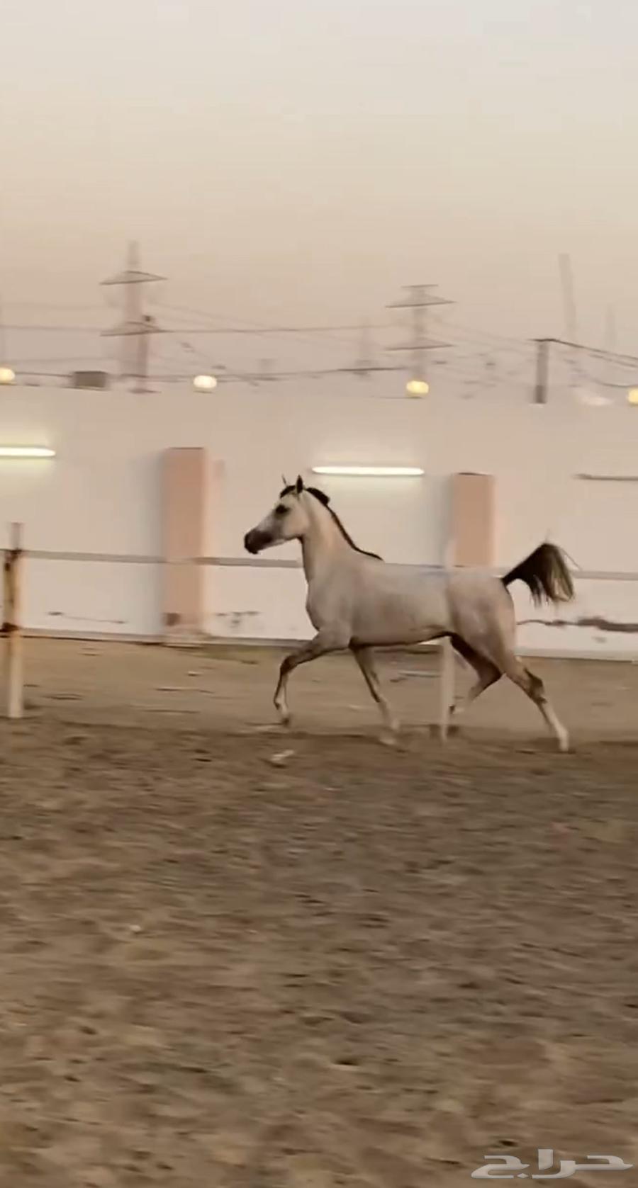 مهر شعبي معسوف تم البيع63673384368001113