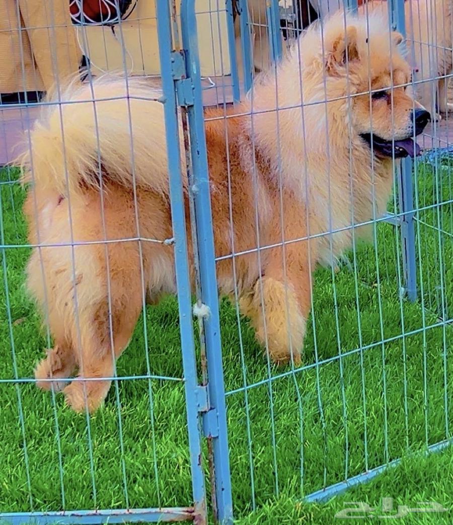 Chow Chow dog ..63674182842754110