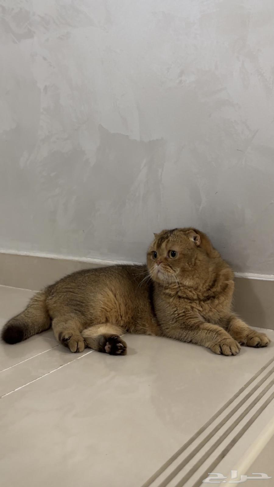ذكر سكوتش فولد63673908432515111