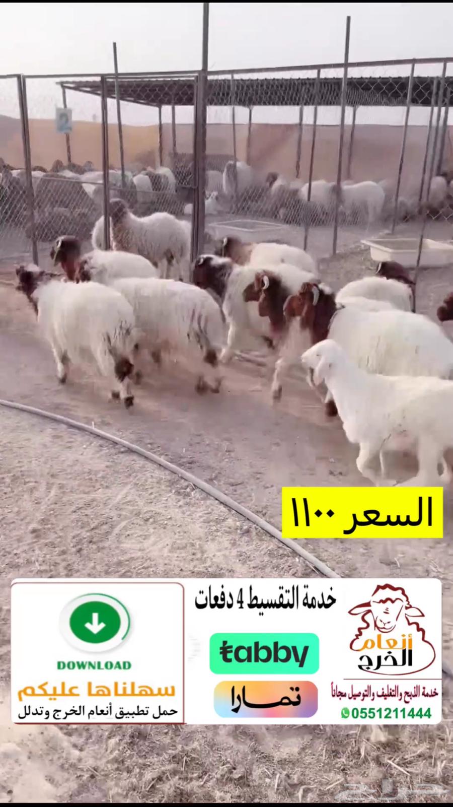 Harfi Naaimi63677764575491110
