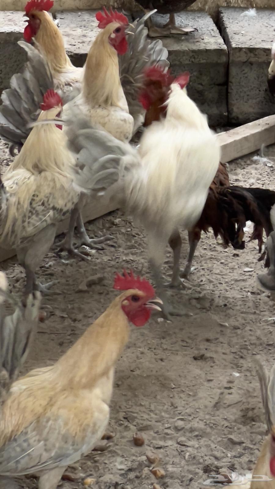 15 Fayoumi Roosters63698999890178112