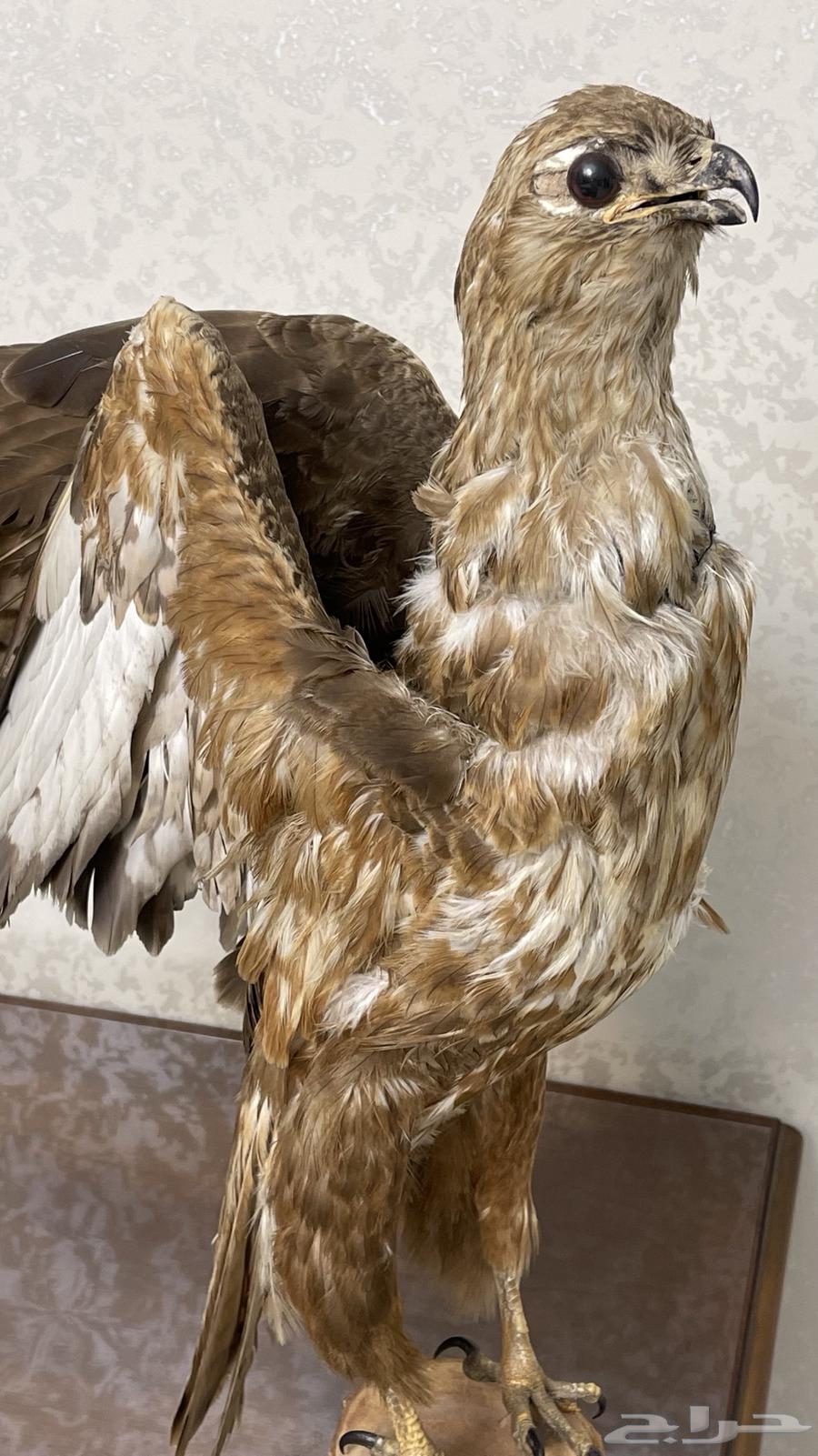 طائر جارح محنط اثري - منذ 27 سنة - تحفة تراثية فاخرة63677512619139112