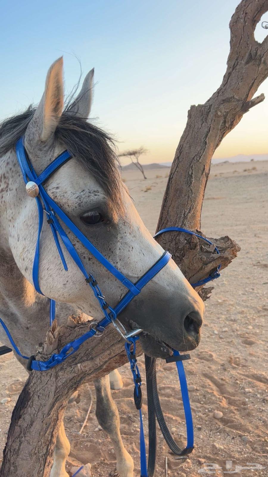 خيل63676024599809111