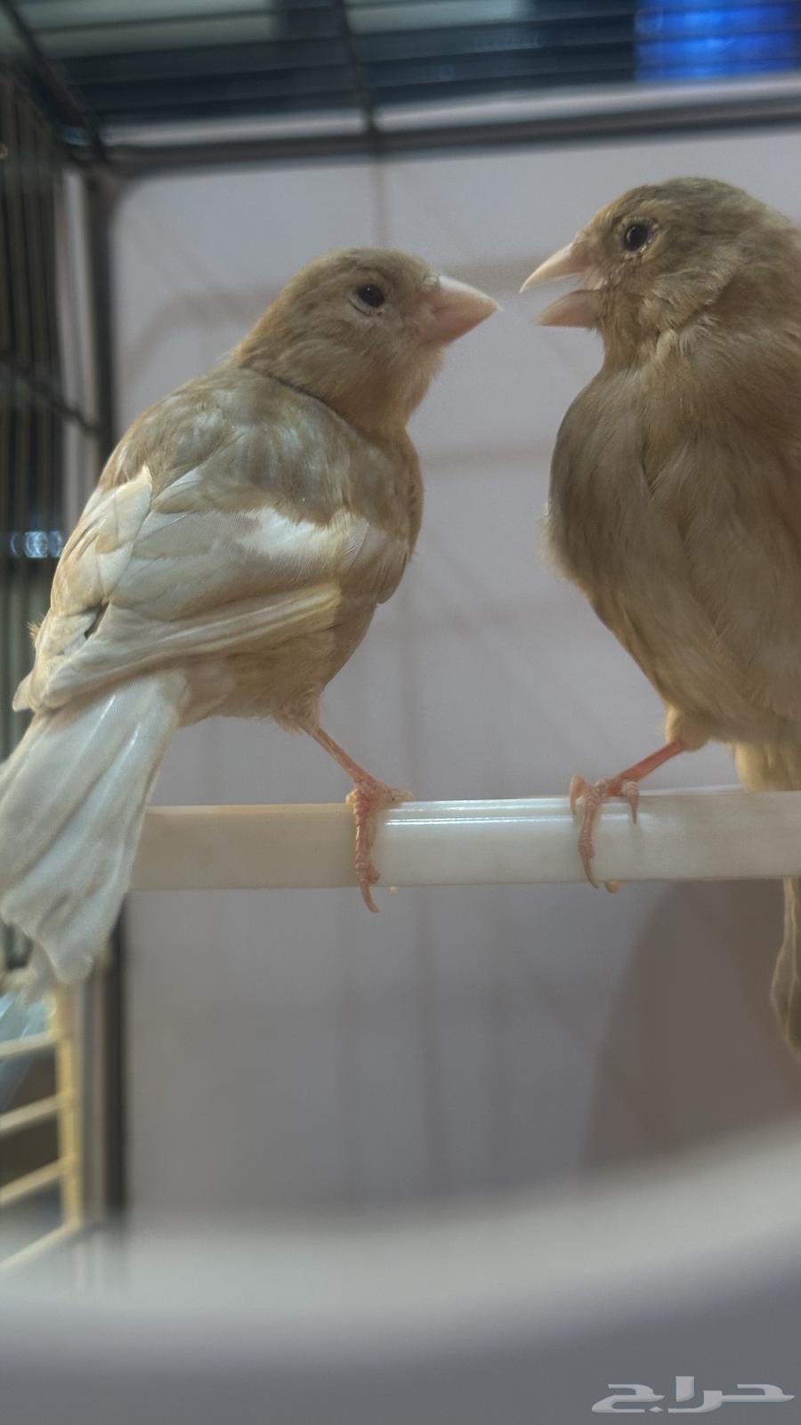 Canary Chicks Mutation Jasper63676994291457114