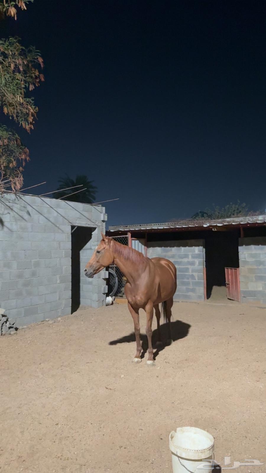 Horse for sale, popular breed, vaccinated63699302286594111