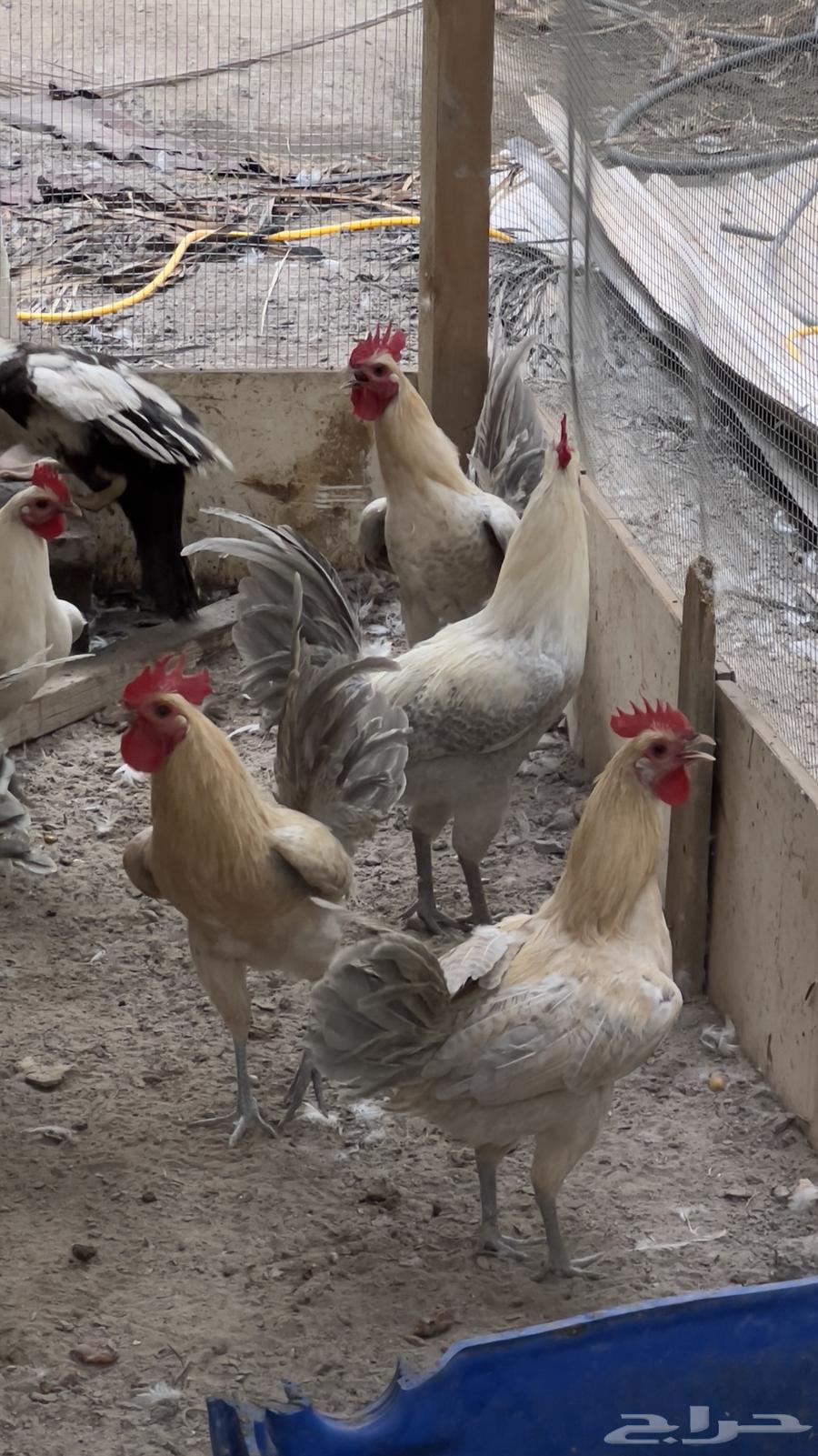15 Fayoumi Roosters63698999890178111