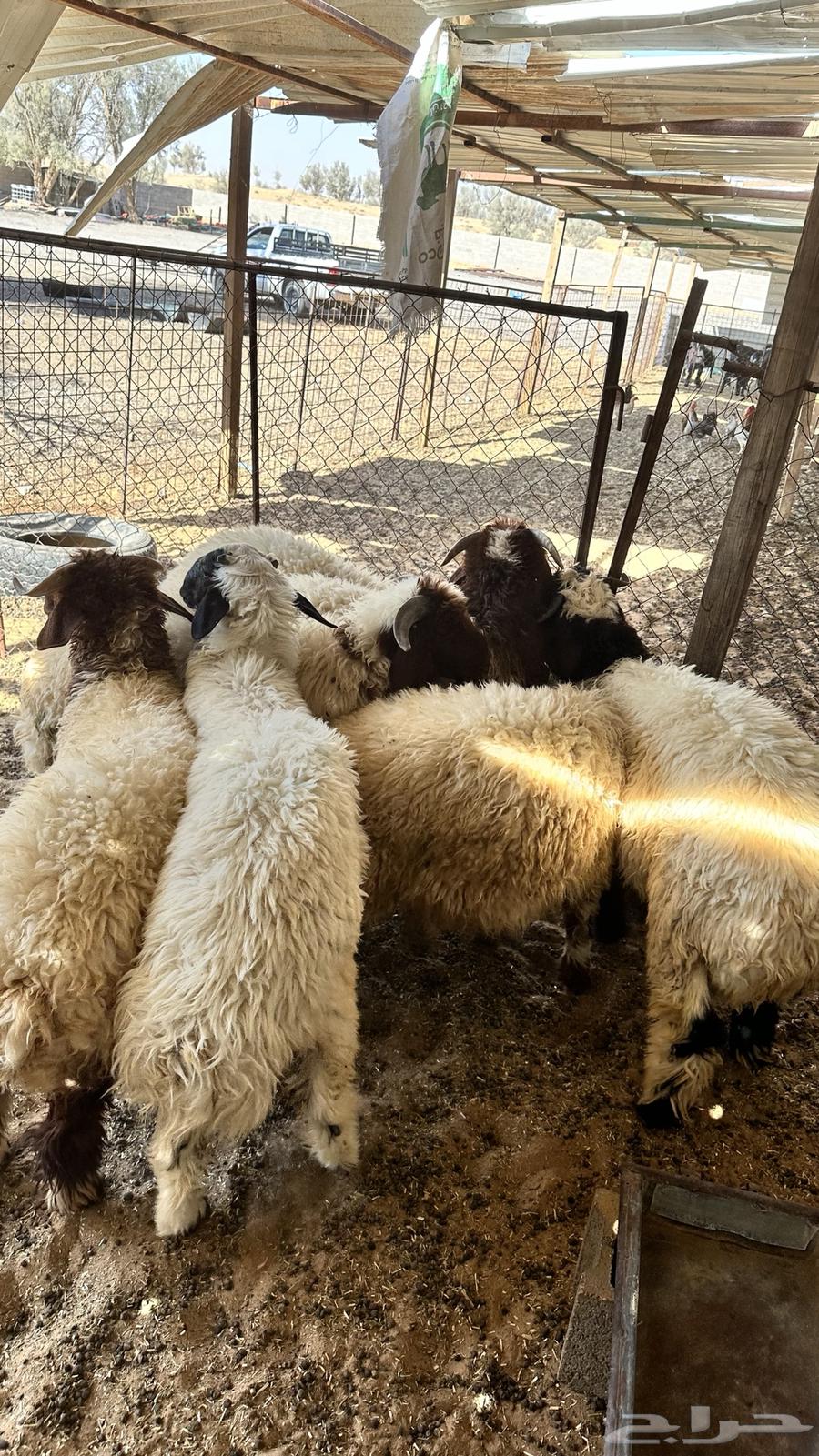 Closed sheep63678564468098110