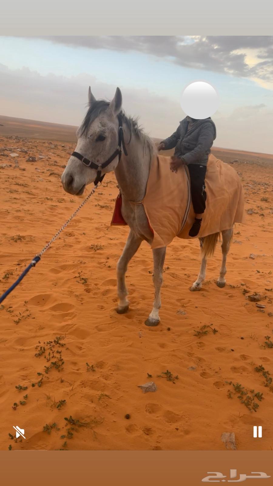 حصان للبيع يصلح للاطفال والنساء والتعليم مطيع63680010165763111