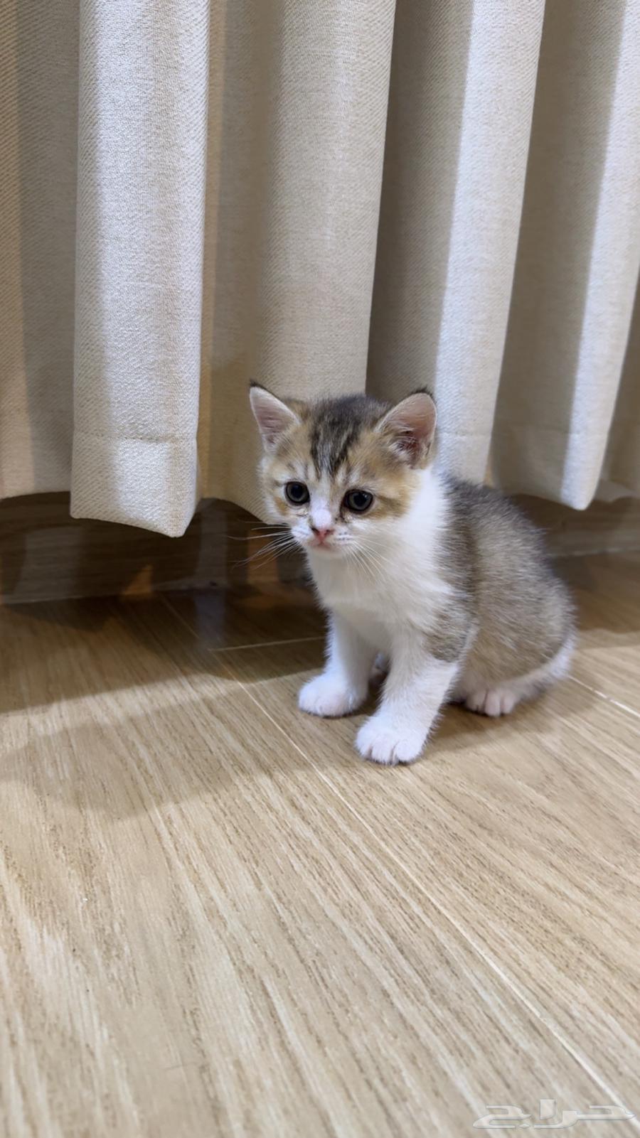 Male Scottish Straight Kitten for Sale in Mecca63676378149505110