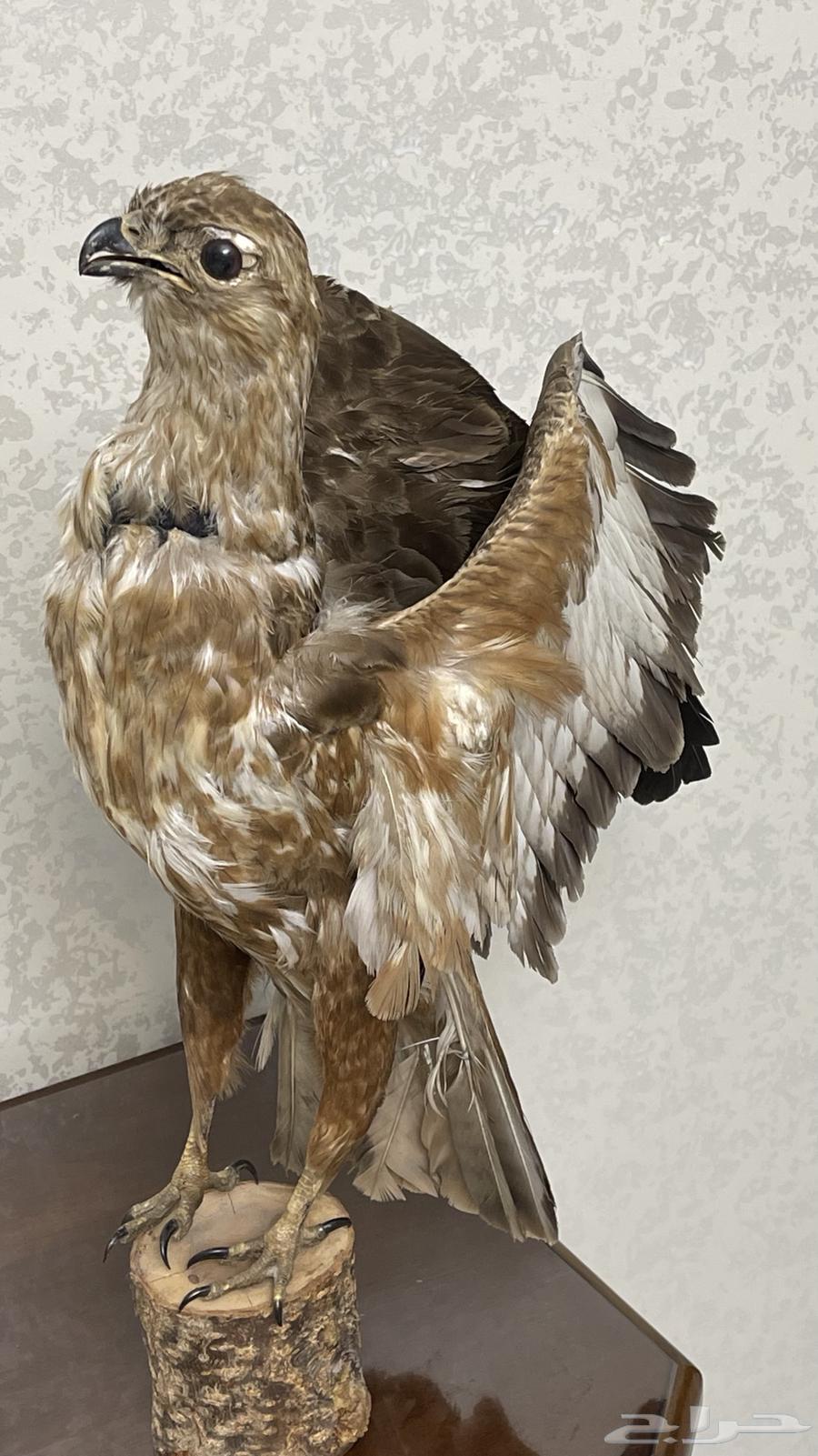 طائر جارح محنط اثري - منذ 27 سنة - تحفة تراثية فاخرة63677512619139110