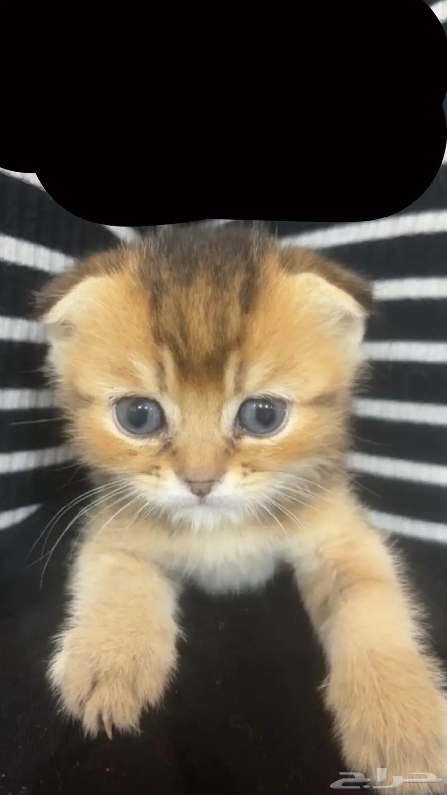 Scottish kitten, black color, one month and twenty days old, for sale63676908207107111