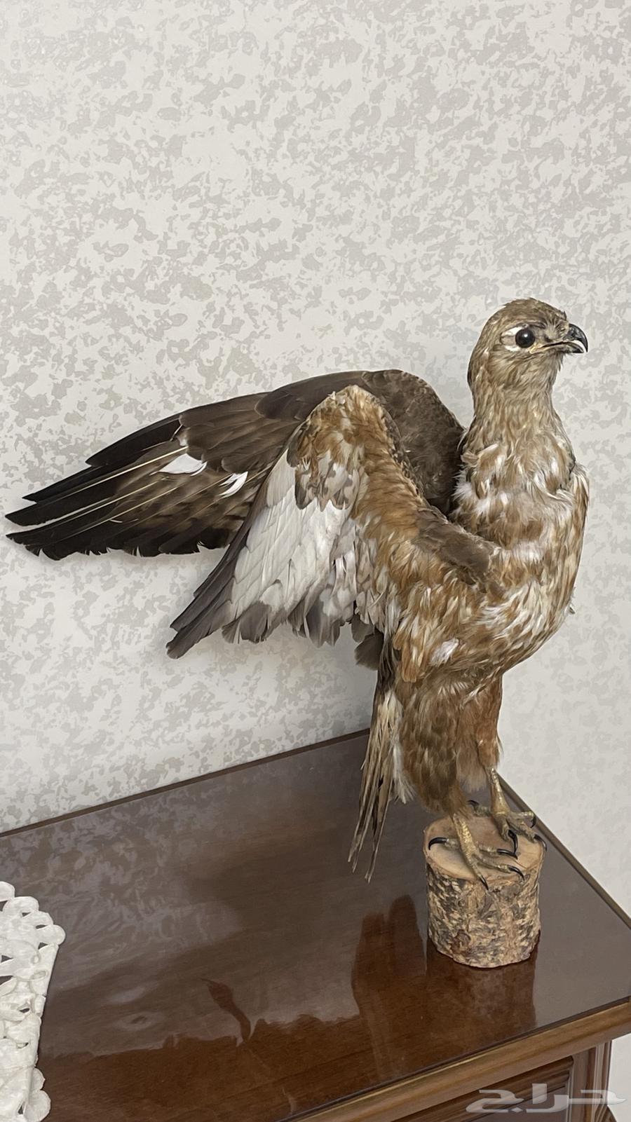 طائر جارح محنط اثري - منذ 27 سنة - تحفة تراثية فاخرة63677512619139111