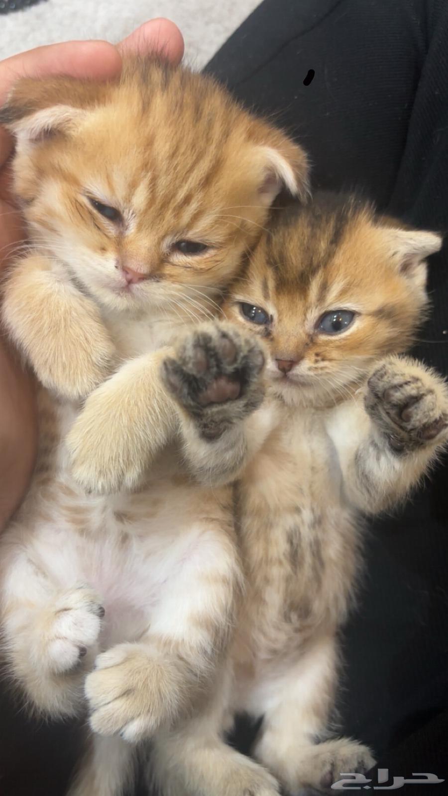 Scottish kitten, black color, one month and twenty days old, for sale63676908207107114