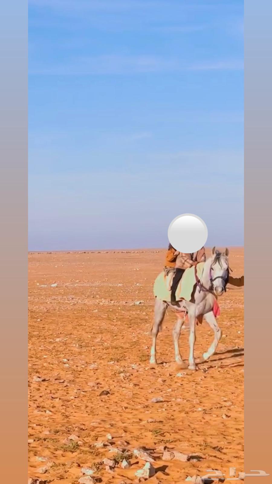 حصان للبيع يصلح للاطفال والنساء والتعليم مطيع63680010165763110