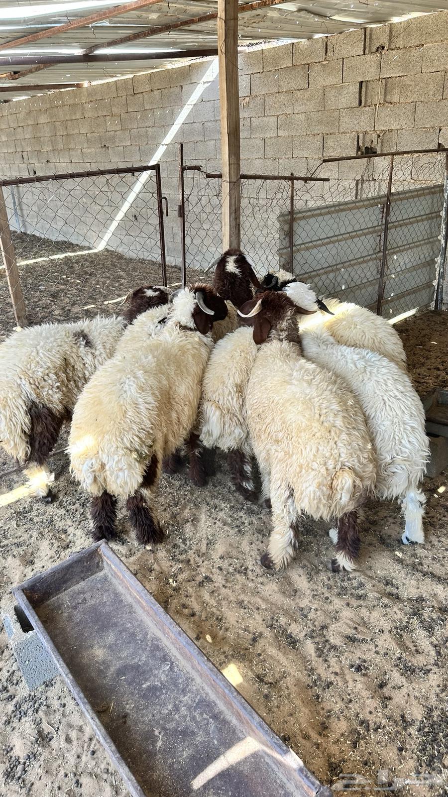 Closed sheep63678564468098111