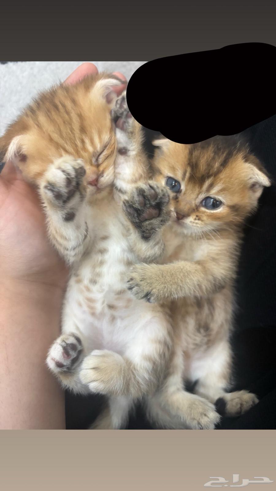 Scottish kitten, black color, one month and twenty days old, for sale63676908207107113