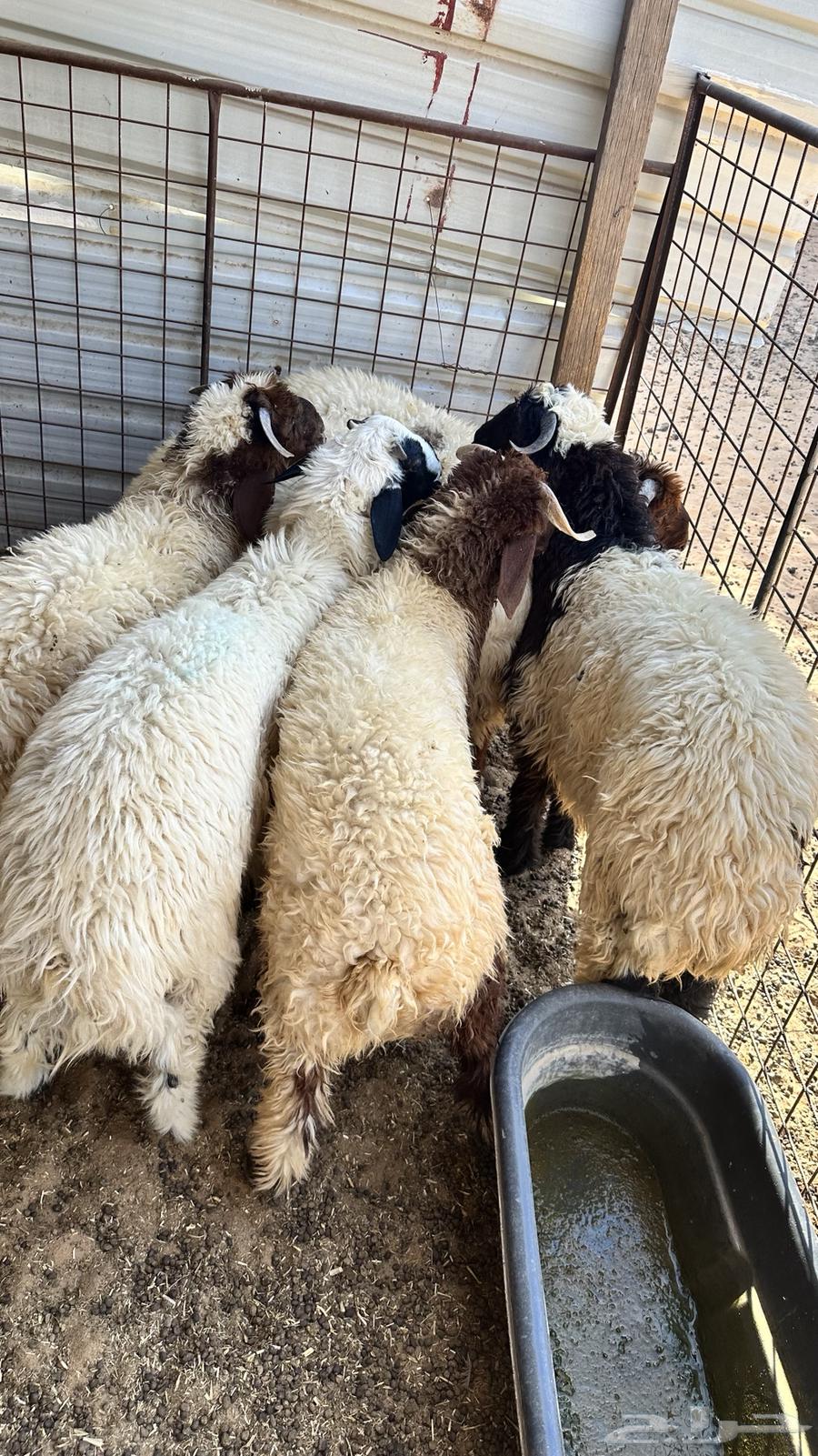 Closed sheep63678564468098114