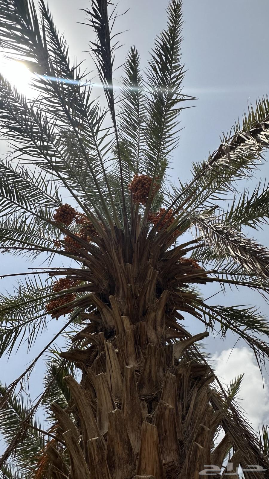 Al-Jathayth Palm - Faseel63680189766785112