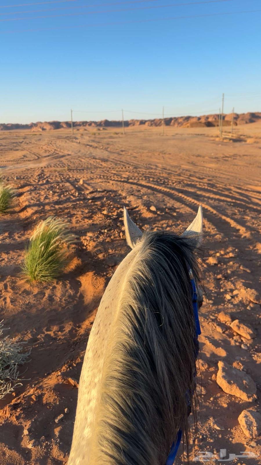 خيل63676024599809112