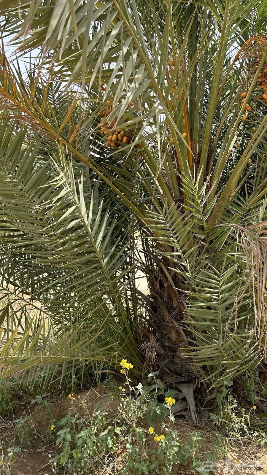 Al-Jathayth Palm - Faseel63680189766785111