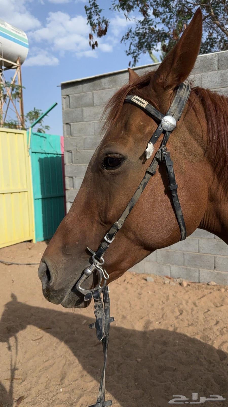 Horse for sale, popular breed, vaccinated63699302286594110