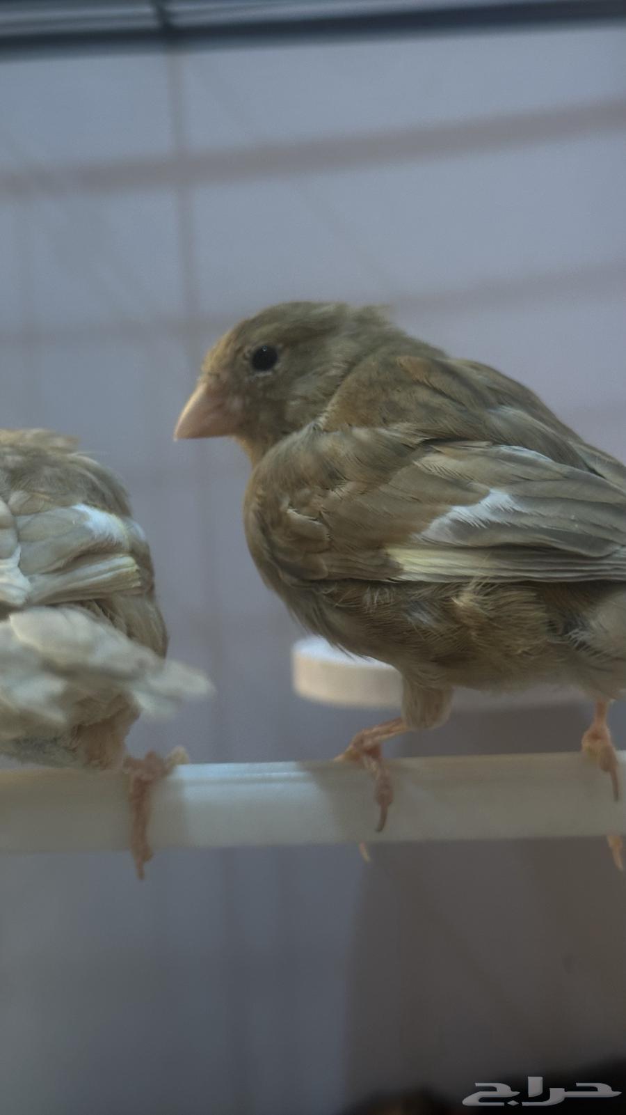 Canary Chicks Mutation Jasper63676994291457112