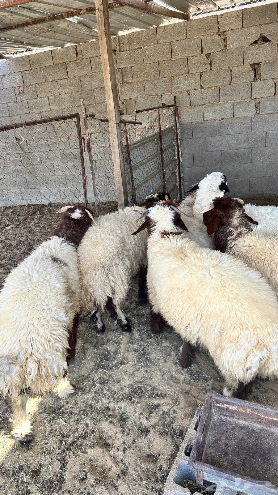 Closed sheep63678564468098112