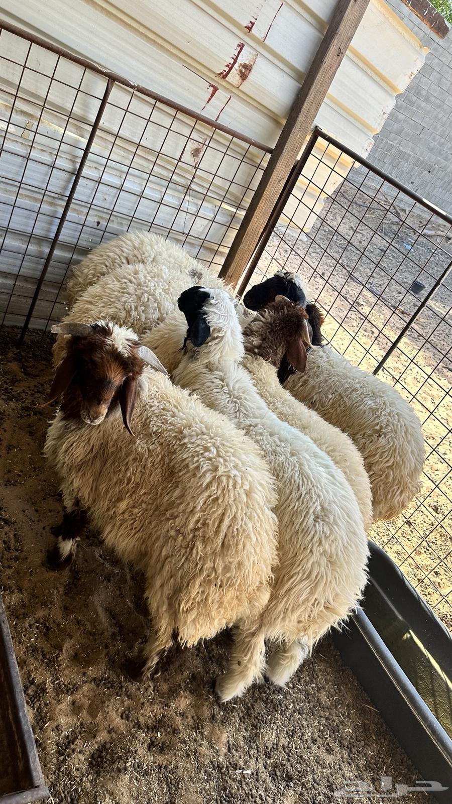 Closed sheep63678564468098113