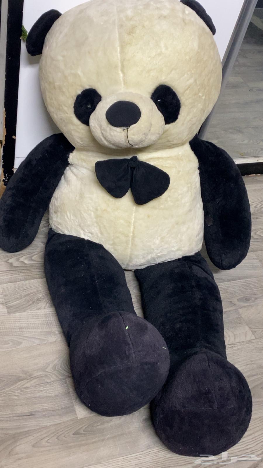 Clean-ish dabdoub, price 20063699297801858111