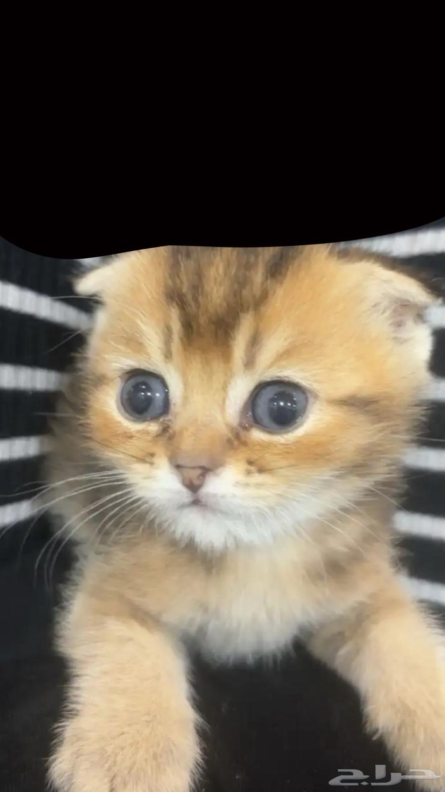 Scottish kitten, black color, one month and twenty days old, for sale63676908207107110