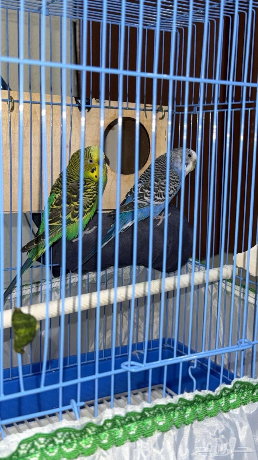 للبيع جوز طيور الحب63679655815171110