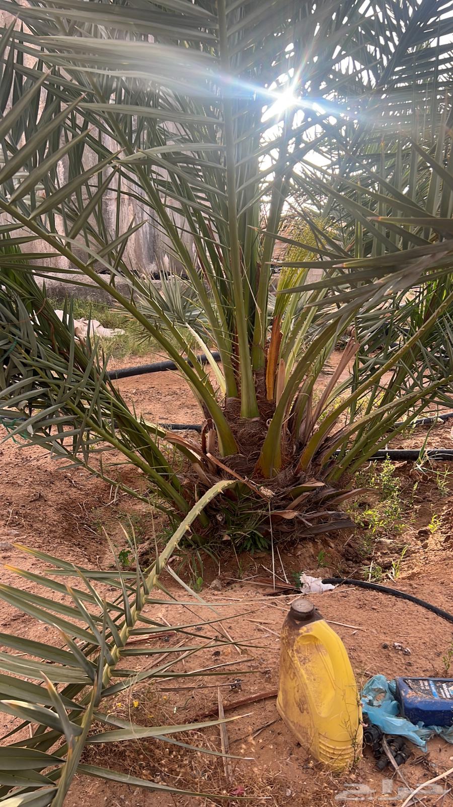 نخل مشكلات للبيع63680189321346111