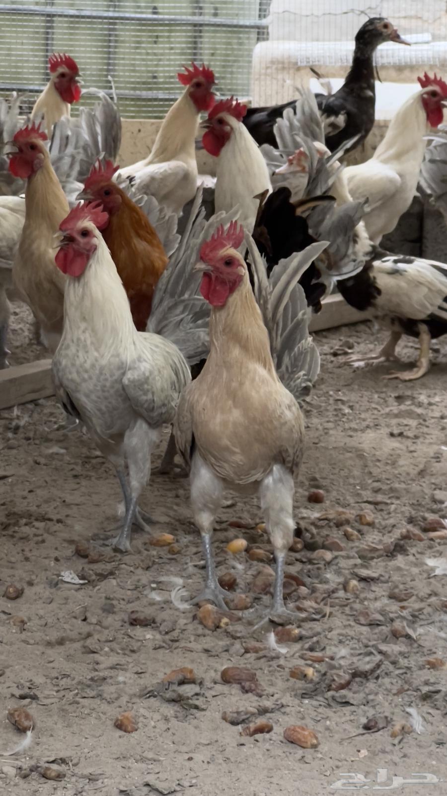15 Fayoumi Roosters63698999890178113