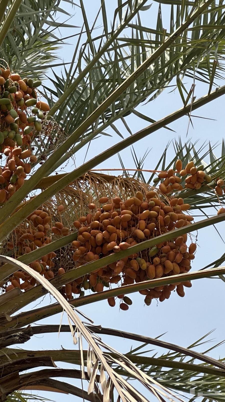 Al-Jathayth Palm - Faseel63680189766785110
