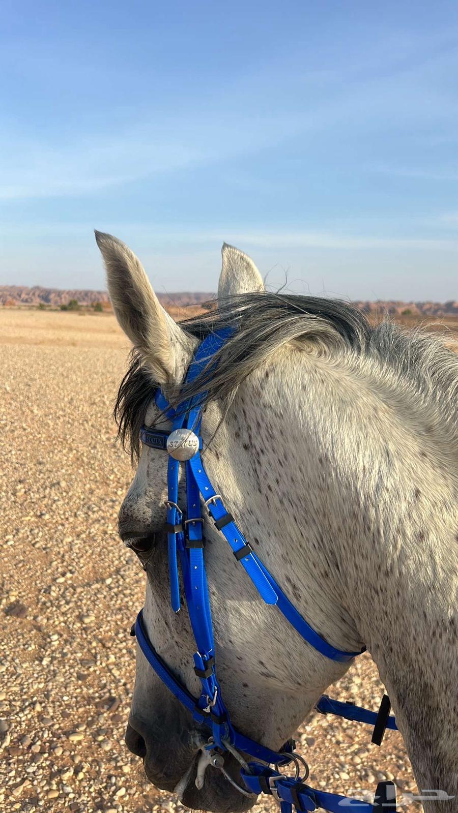 خيل63676024599809110