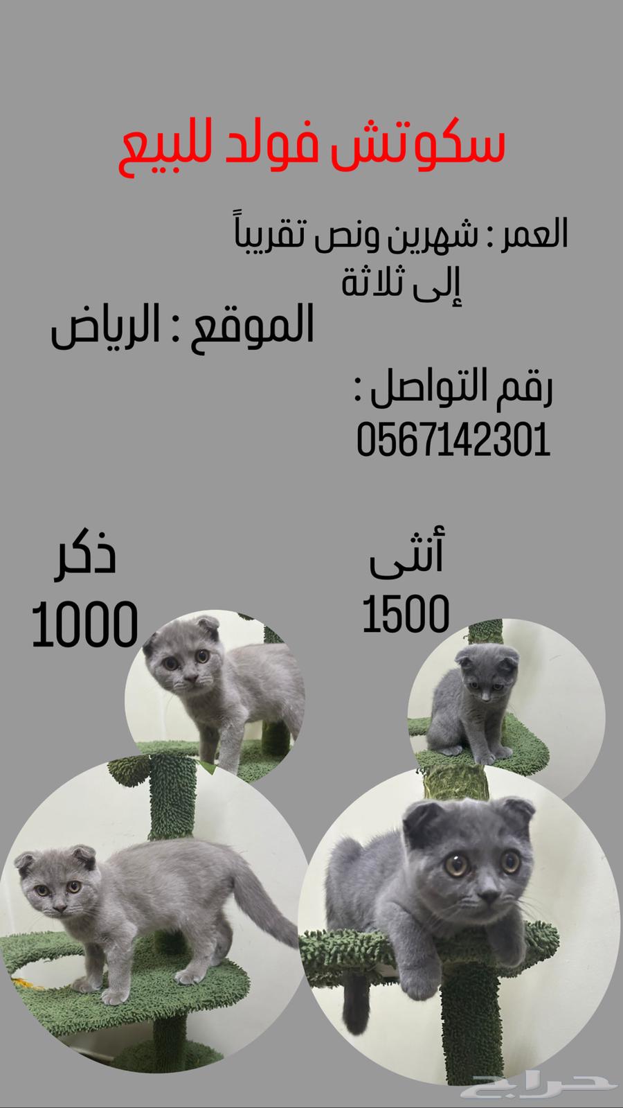 قطط سكوتش فولد للبيع63699008209410110