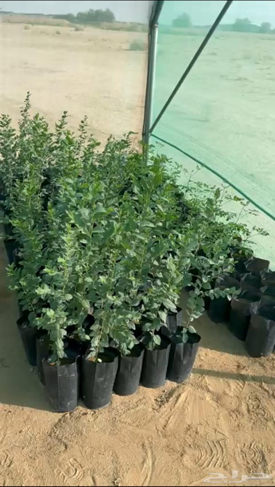 Wholesale moringa, sidr and mixed seedlings for sale63698991598081110