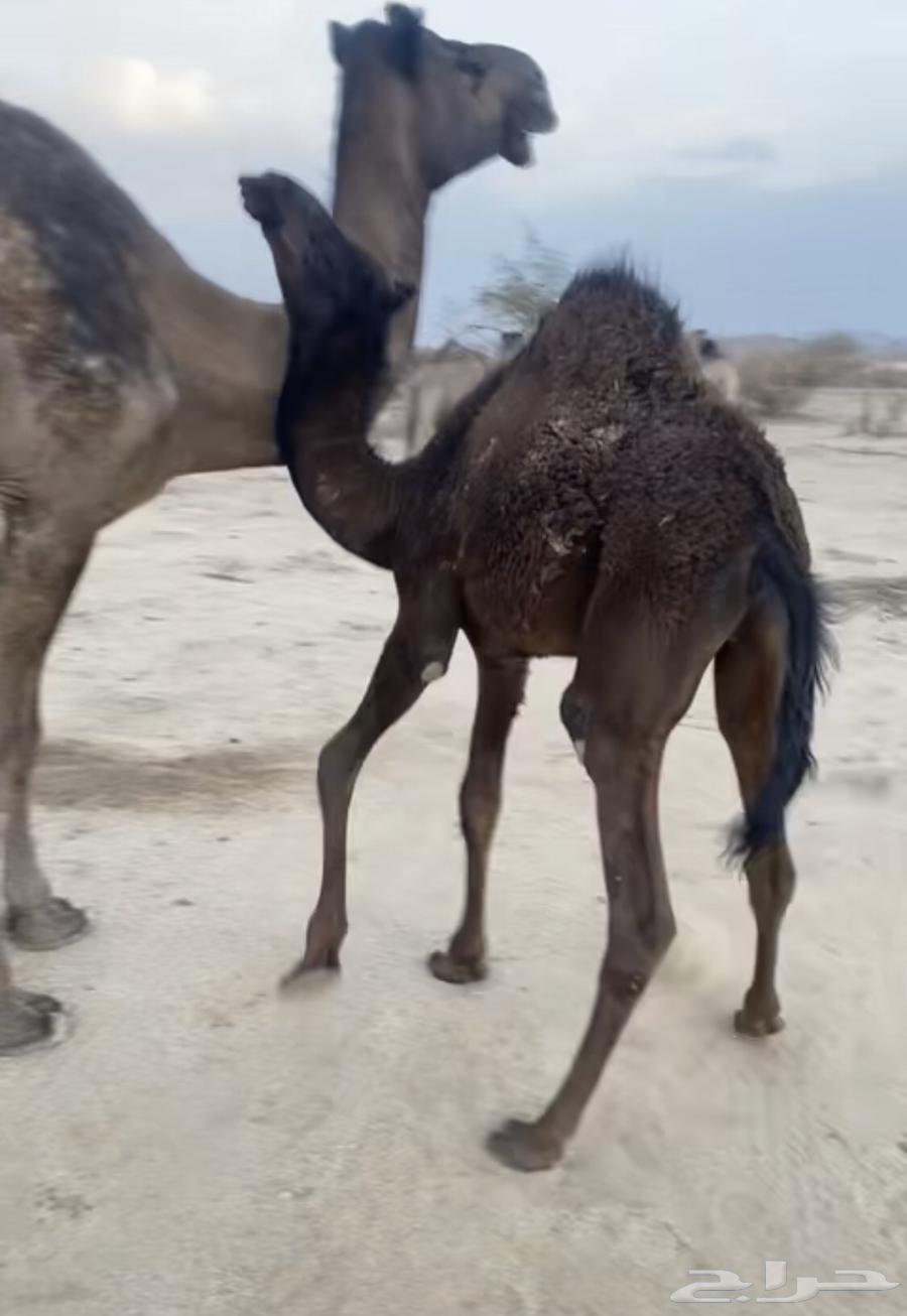 قعود للبيع63678560741506113