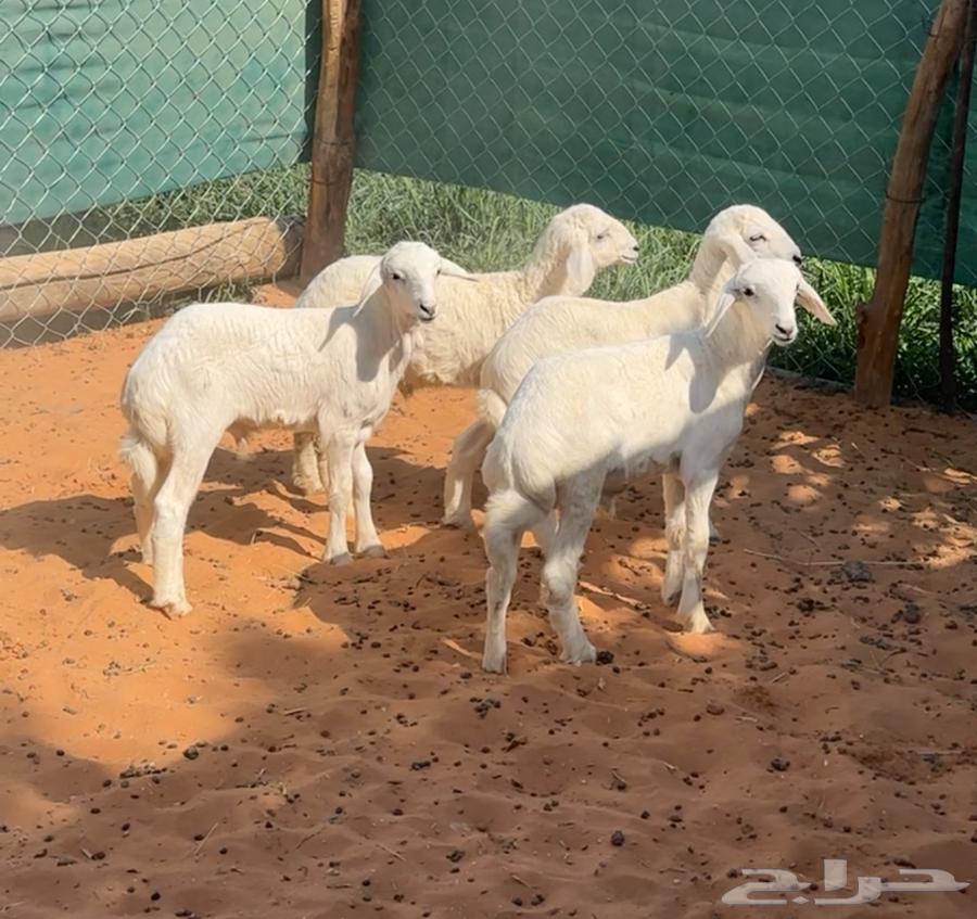 بهم هرافى حريات للبيع63678650234883110