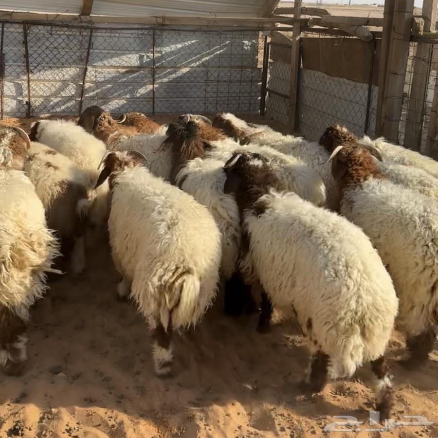 خرفان ورخال نعيم ( تم البيع )63678205712386110
