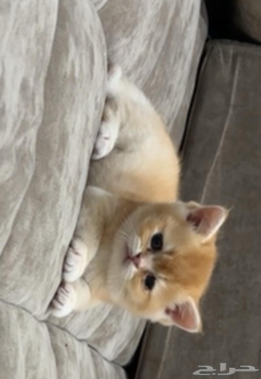 Scottish kitten, black color, one month and twenty days old, for sale63676908207107112