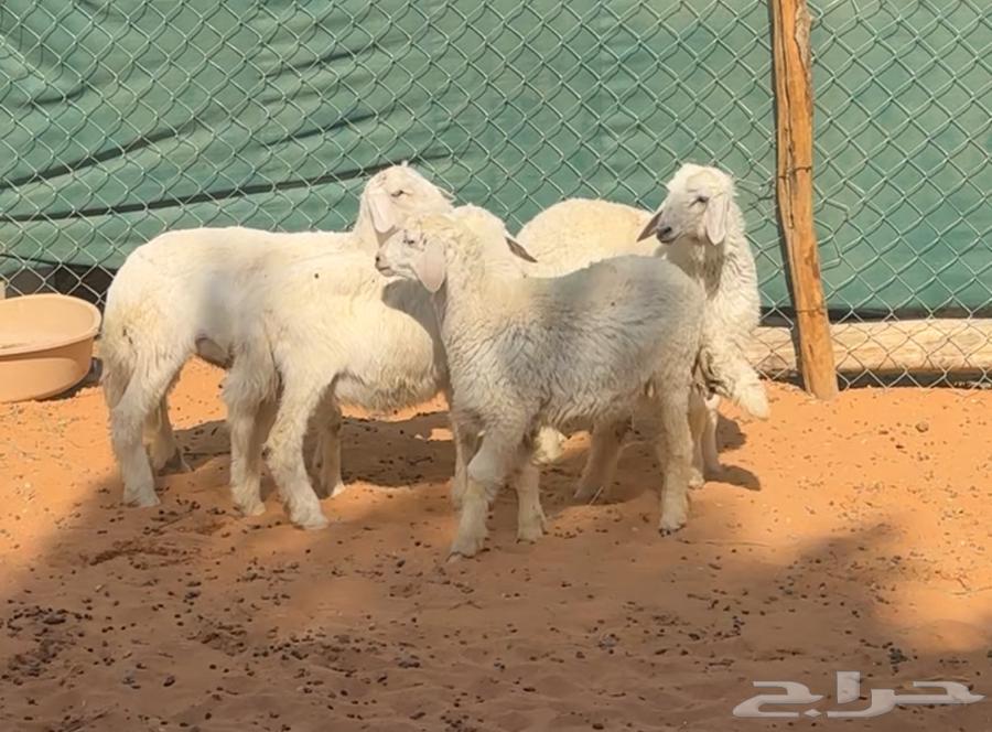 بهم هرافى حريات للبيع63678650234883114