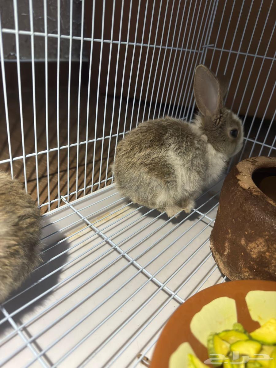 Rabbits63676563347073110