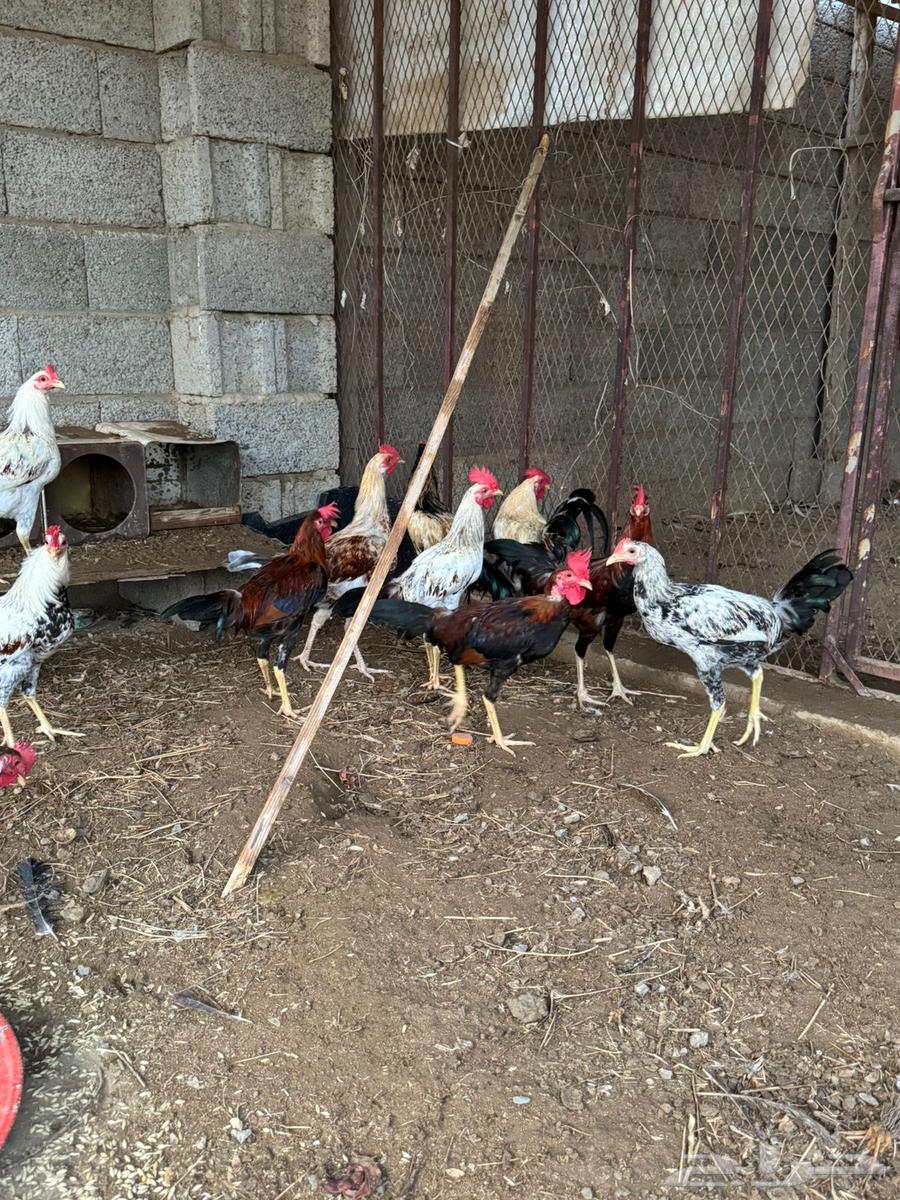 Local roosters with natural incubation63698998044547110