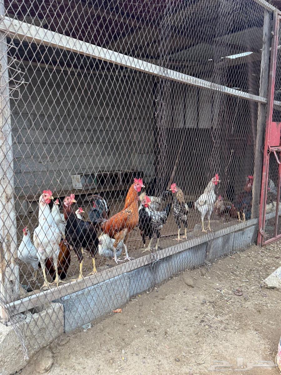 Local roosters with natural incubation63698998044547111