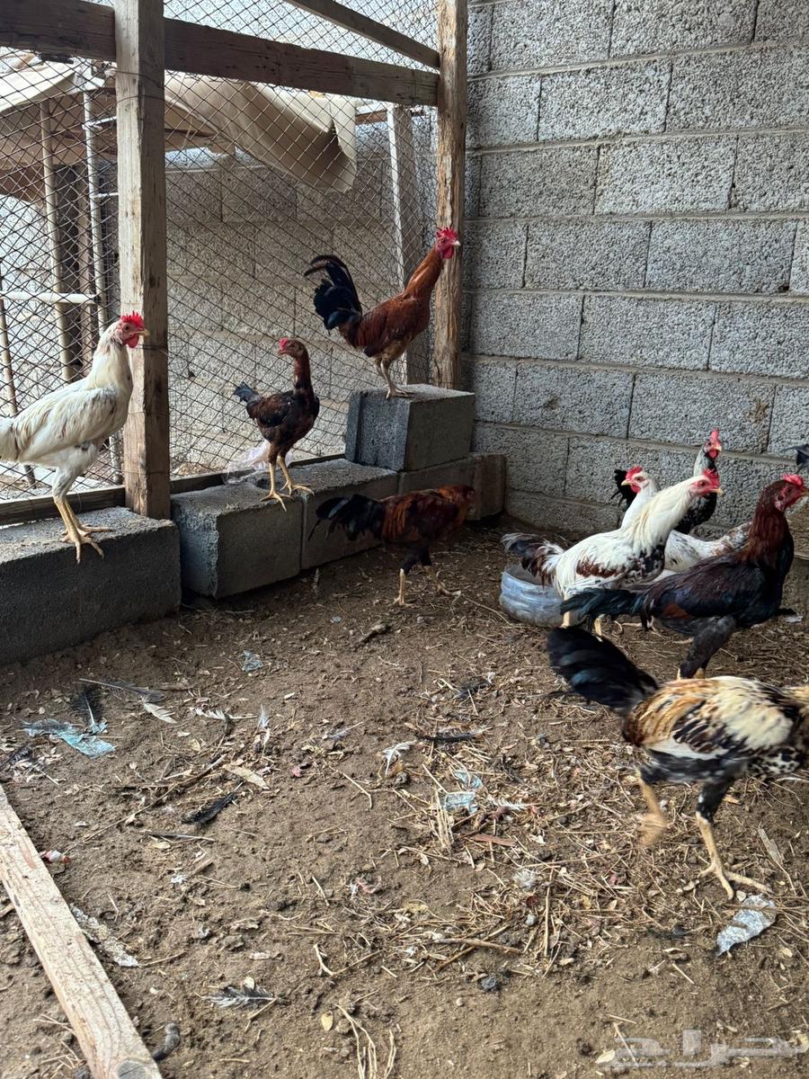 Local roosters with natural incubation63698998044547113