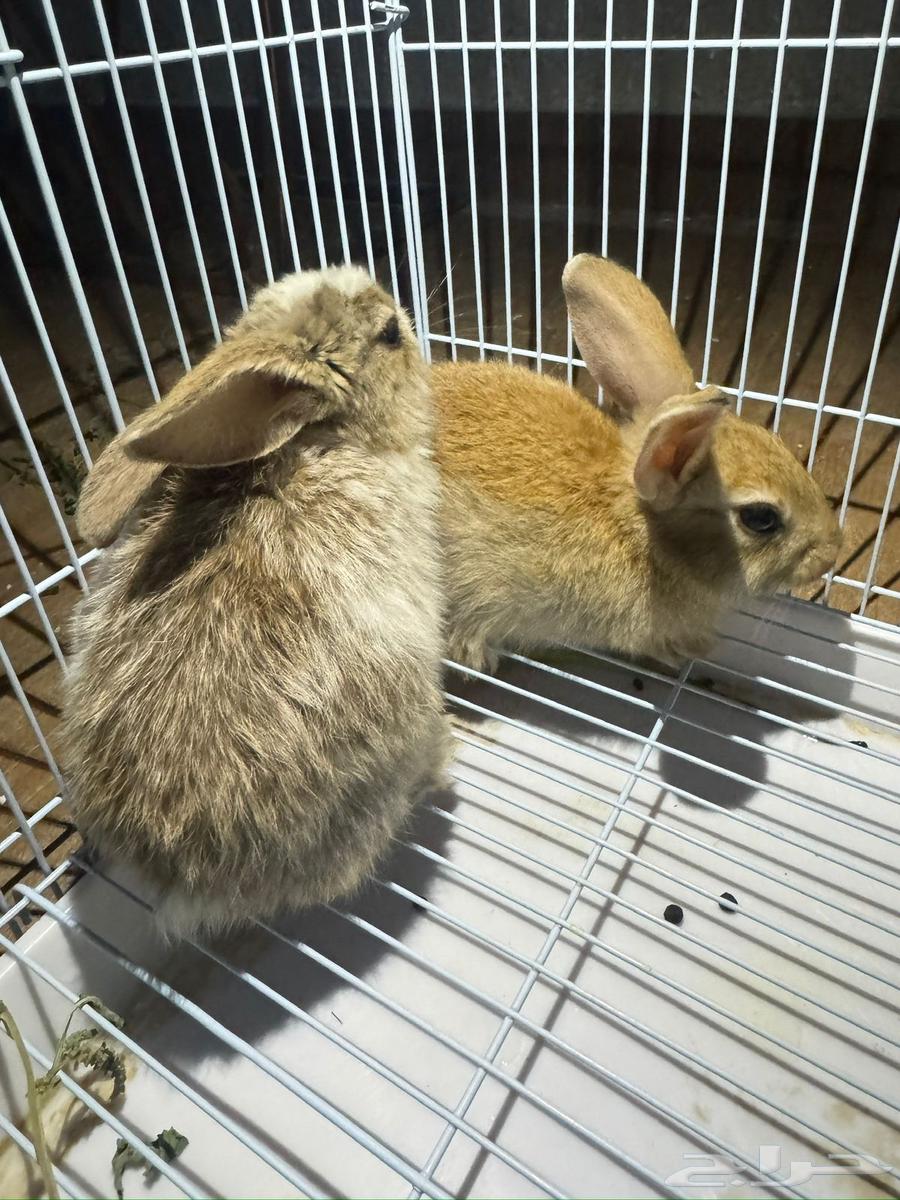 Rabbits63676563347073113