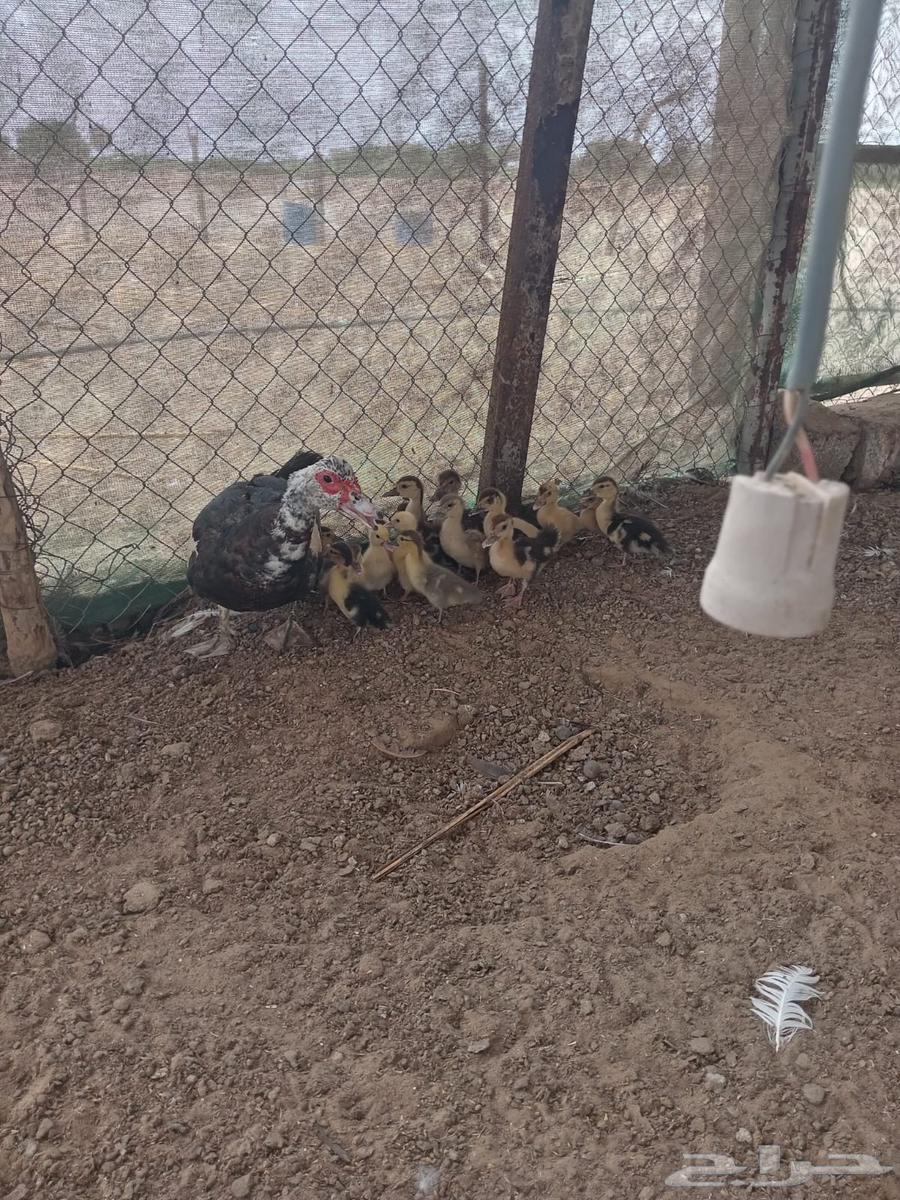 القنفدة القوز63679025082243112