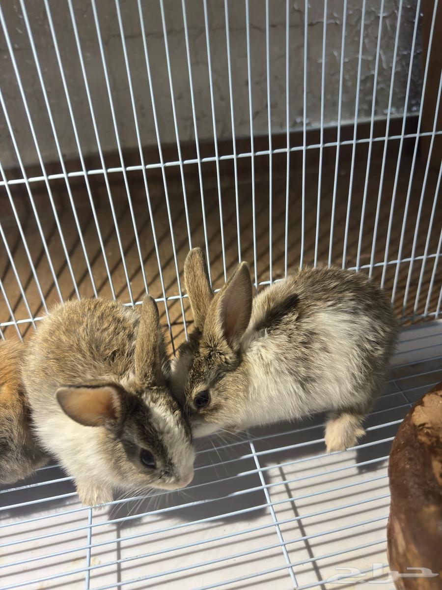 Rabbits63676563347073112