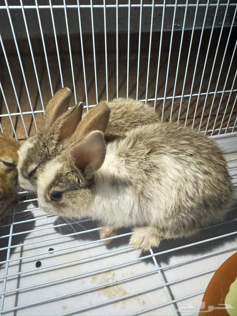 Rabbits63676563347073111